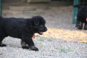 élevage-de-berger-allemand-comme-chiens-et-loups0032