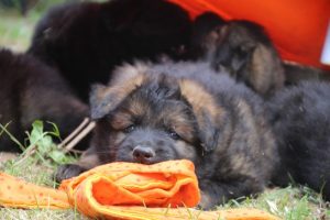 élevage-de-berger-allemand-comme-chiens-et-loups0032