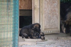 élevage-de-berger-allemand-comme-chiens-et-loups0033