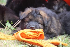 élevage-de-berger-allemand-comme-chiens-et-loups0033