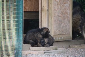 élevage-de-berger-allemand-comme-chiens-et-loups0034