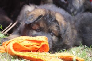 élevage-de-berger-allemand-comme-chiens-et-loups0034