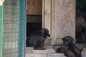 élevage-de-berger-allemand-comme-chiens-et-loups0035