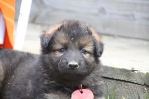 élevage-de-berger-allemand-comme-chiens-et-loups0037