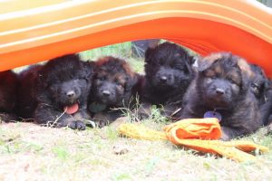 élevage-de-berger-allemand-comme-chiens-et-loups0038