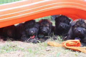 élevage-de-berger-allemand-comme-chiens-et-loups0039