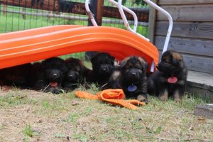 élevage-de-berger-allemand-comme-chiens-et-loups0040