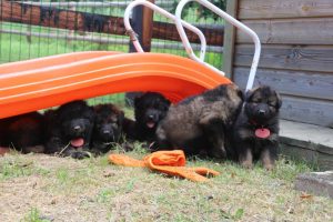 élevage-de-berger-allemand-comme-chiens-et-loups0041