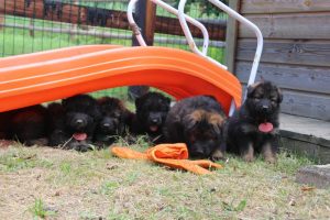 élevage-de-berger-allemand-comme-chiens-et-loups0042