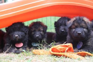 élevage-de-berger-allemand-comme-chiens-et-loups0043