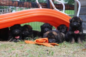 élevage-de-berger-allemand-comme-chiens-et-loups0044