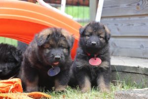 élevage-de-berger-allemand-comme-chiens-et-loups0045