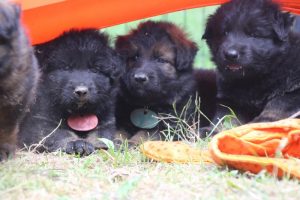 élevage-de-berger-allemand-comme-chiens-et-loups0046