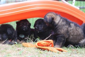 élevage-de-berger-allemand-comme-chiens-et-loups0047