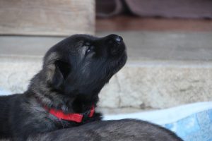 IMG_3303