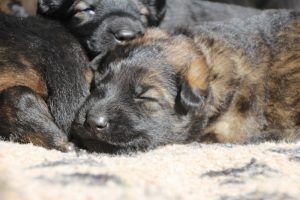 Image-berger-allemand-ancien-type-comme-chiens-et-loups0003