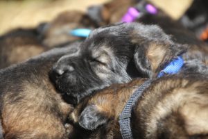 Image-berger-allemand-ancien-type-comme-chiens-et-loups0004