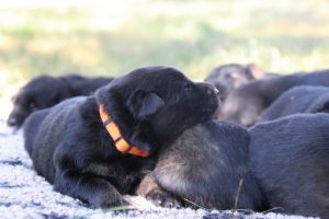 Image-berger-allemand-ancien-type-comme-chiens-et-loups0005