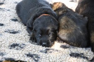 Image-berger-allemand-ancien-type-comme-chiens-et-loups0006