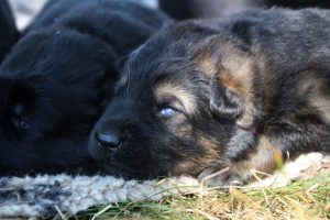 Image-berger-allemand-ancien-type-comme-chiens-et-loups0008