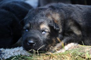 Image-berger-allemand-ancien-type-comme-chiens-et-loups0009