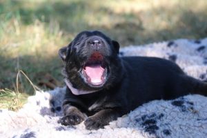 Image-berger-allemand-ancien-type-comme-chiens-et-loups0013