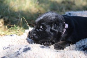 Image-berger-allemand-ancien-type-comme-chiens-et-loups0016