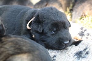 Image-berger-allemand-ancien-type-comme-chiens-et-loups0017