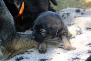 Image-berger-allemand-ancien-type-comme-chiens-et-loups0028