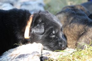 Image-berger-allemand-ancien-type-comme-chiens-et-loups0029