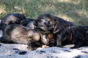 Image-berger-allemand-ancien-type-comme-chiens-et-loups0035