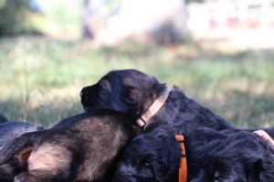 Image-berger-allemand-ancien-type-comme-chiens-et-loups0036