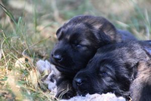 Image-berger-allemand-ancien-type-comme-chiens-et-loups0040