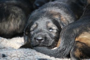 Image-berger-allemand-ancien-type-comme-chiens-et-loups0044