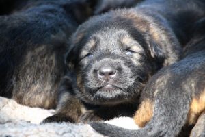 Image-berger-allemand-ancien-type-comme-chiens-et-loups0047