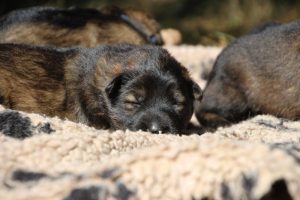 Image-berger-allemand-ancien-type-comme-chiens-et-loups0051