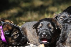 Image-berger-allemand-ancien-type-comme-chiens-et-loups0052