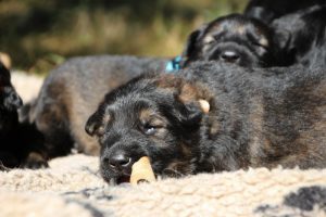 Image-berger-allemand-ancien-type-comme-chiens-et-loups0053