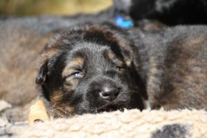 Image-berger-allemand-ancien-type-comme-chiens-et-loups0054