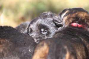 Image-berger-allemand-ancien-type-comme-chiens-et-loups0057