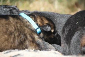 Image-berger-allemand-ancien-type-comme-chiens-et-loups0058