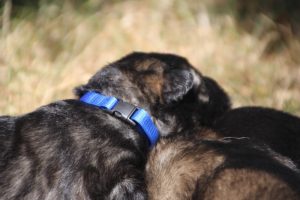 Image-berger-allemand-ancien-type-comme-chiens-et-loups0059