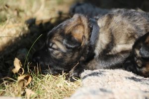 Image-berger-allemand-ancien-type-comme-chiens-et-loups0061