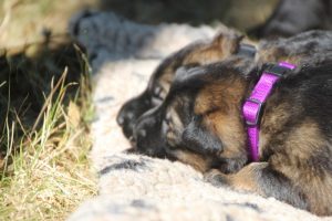 Image-berger-allemand-ancien-type-comme-chiens-et-loups0062