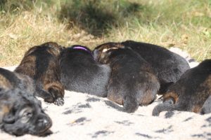 Image-berger-allemand-ancien-type-comme-chiens-et-loups0065