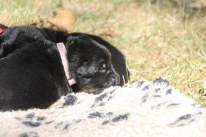 Image-berger-allemand-ancien-type-comme-chiens-et-loups0066