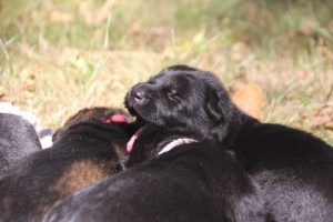 Image-berger-allemand-ancien-type-comme-chiens-et-loups0067