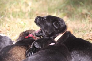 Image-berger-allemand-ancien-type-comme-chiens-et-loups0068