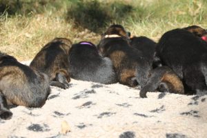 Image-berger-allemand-ancien-type-comme-chiens-et-loups0069