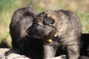 altdeutscher schaferhund0017
